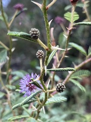 Mimosa magentea