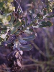Othonna parviflora