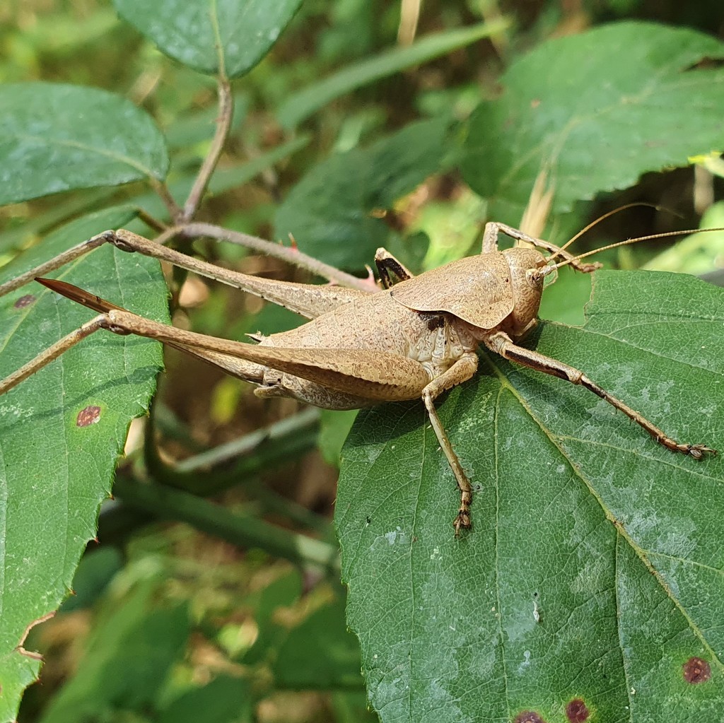 Thyreonotus corsicus