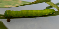Orthosia gothica