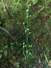 Bartonia paniculata
