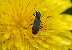 Trichodes nobilis