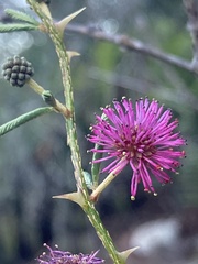 Mimosa magentea
