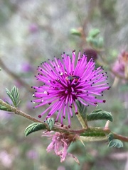 Mimosa australis