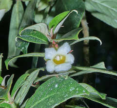 Drymonia oinochrophylla image