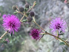 Mimosa australis