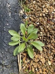 Asteroideae