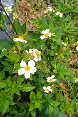Bidens alba