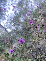 Mimosa australis