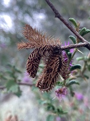 Mimosa australis