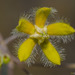 Pergularia tomentosa - Photo (c) Morten Ross, μερικά δικαιώματα διατηρούνται (CC BY-NC), uploaded by Morten Ross