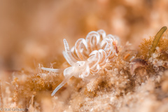Spurilla neapolitana