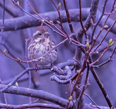 Haemorhous purpureus purpureus