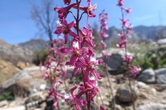 Delphinium purpusii