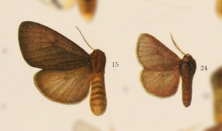 Paracles palmeri