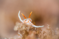 Phidiana militaris