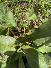 Rumex