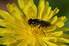 Syrphidae
