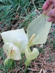 Arum italicum