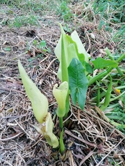 Arum italicum