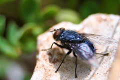 Calliphora