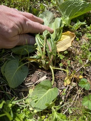 Rumex