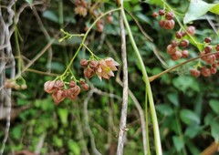Illigera grandiflora