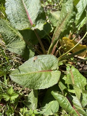 Rumex