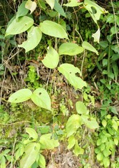 Illigera grandiflora