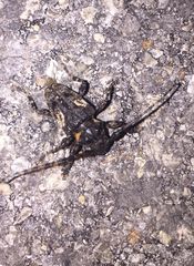 Aegomorphus circumflexus