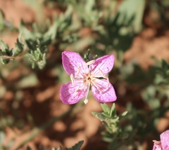 Oenothera canescens
