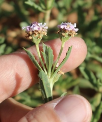 Phyla cuneifolia