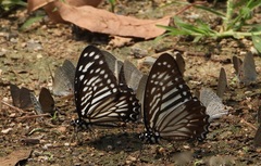 Graphium macareus