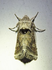 Lacinipolia erecta