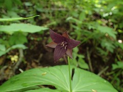 Trillium sulcatum