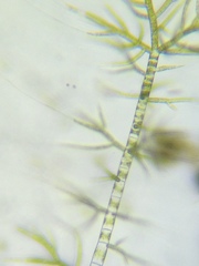 Draparnaldia glomerata