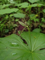 Trillium sulcatum