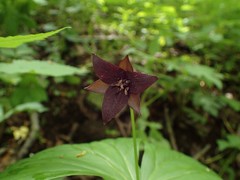 Trillium sulcatum
