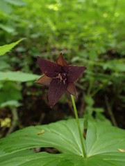Trillium sulcatum