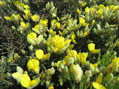 Stauracanthus spectabilis