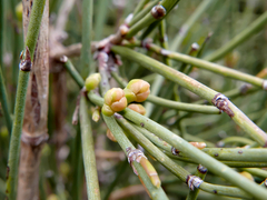 Ephedra major