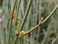 Ephedra major