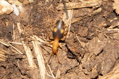 Crepidogaster