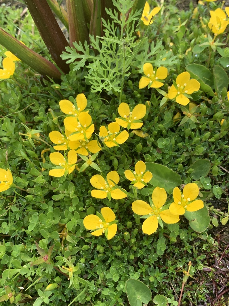 Ludwigie arquée (Ludwigia arcuata)