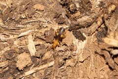 Crepidogaster