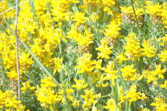 Genista tournefortii