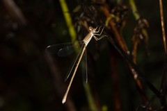 Lestes pallidus