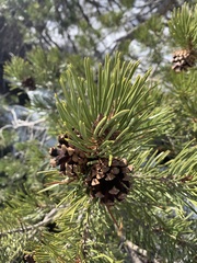 Pinus contorta murrayana