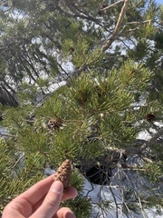 Pinus contorta murrayana