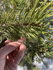 Pinus contorta murrayana